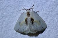 Cilix glaucata/hispanica
