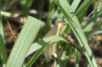 Rhodometra sacraria