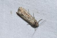 Spodoptera exigua