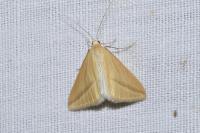 Rhodometra sacraria