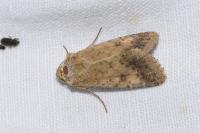 Helicoverpa armigera