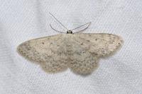 Scopula marginepunctata