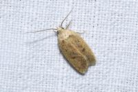 Agonopterix irrorata