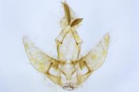 Agonopterix irrorata