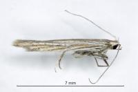 Coleophora virgaureae