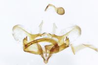 Coleophora virgaureae