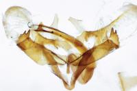 Coleophora virgaureae