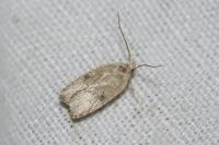 Agonopterix assimilella