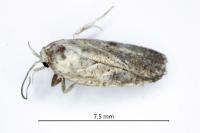 Agonopterix assimilella