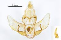 Agonopterix assimilella
