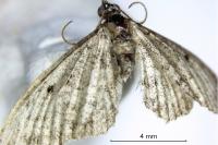 Eupithecia virgaureata