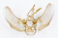 Eupithecia virgaureata