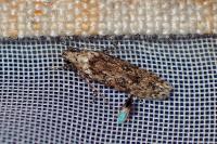 Carpatolechia decorella