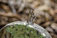 Cacyreus marshalli