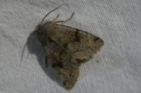 Orthosia
