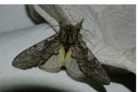 Peridea anceps