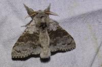 Calliteara pudibunda