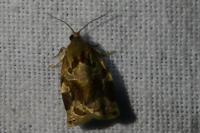 Archips xylosteana
