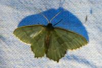 Hemithea aestivaria