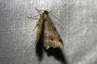 Macaria alternata