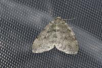 Epirrita christyi