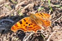 Polygonia c-album