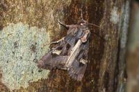 Trigonophora flammea