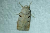 Eugnorisma glareosa