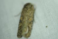 Spodoptera exigua