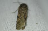 Spodoptera exigua