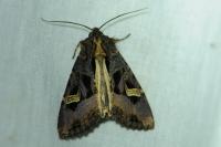 Trigonophora flammea