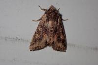 Dichonia convergens