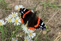 Vanessa atalanta