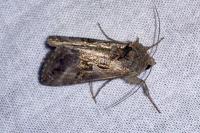 Autographa gamma