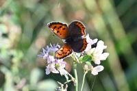 Lycaena phlaeas
