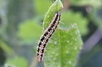 Ethmia bipunctella
