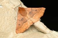 Crocallis tusciaria