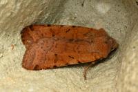 Agrochola lychnidis