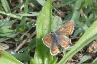 Polyommatus icarus