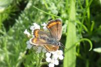 Aricia agestis