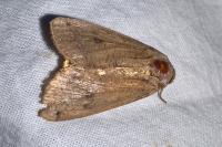 Noctua pronuba