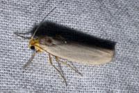 Eilema caniola