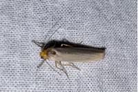 Eilema caniola