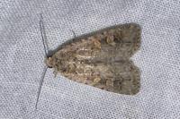Spodoptera exigua