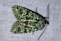 Griposia aprilina