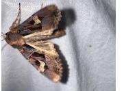 Trigonophora flammea