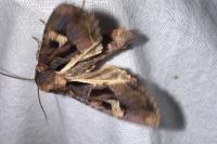 Trigonophora flammea