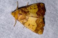Tiliacea aurago