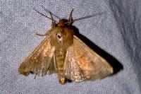 Mythimna ferrago