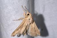 Mythimna albipuncta